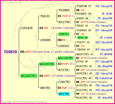 Pedigree of TG0610 :
four generations presented