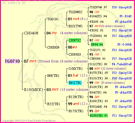 Pedigree of TG0710 :
four generations presented