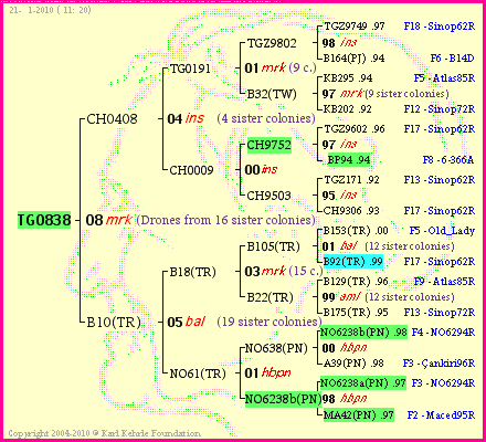 Pedigree of TG0838 :
four generations presented