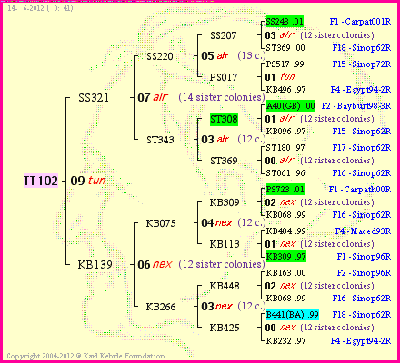 Pedigree of TT102 :
four generations presented