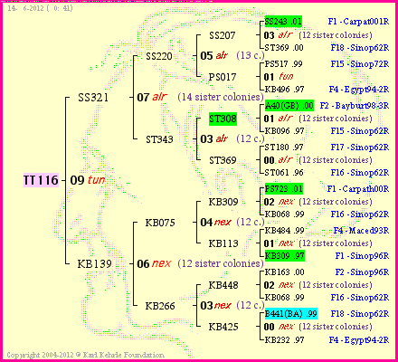 Pedigree of TT116 :
four generations presented