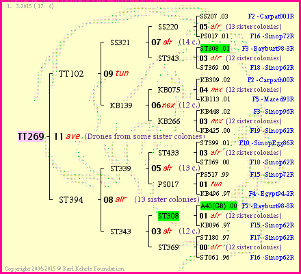 Pedigree of TT269 :
four generations presented