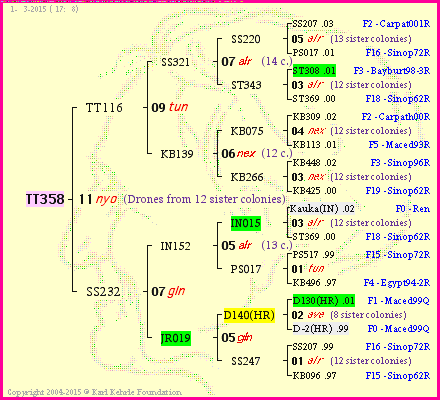 Pedigree of TT358 :
four generations presented