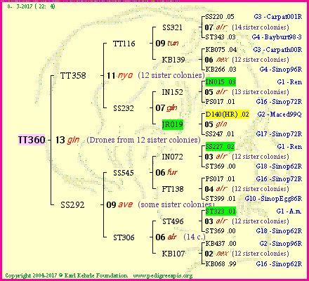 Pedigree of TT360 :
four generations presented