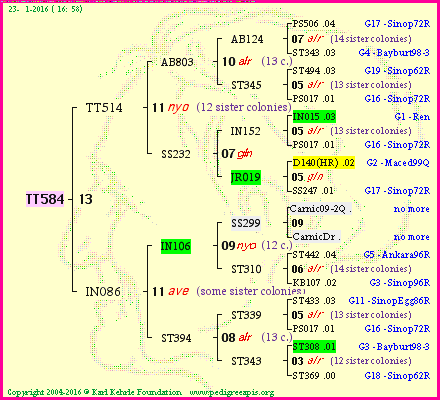 Pedigree of TT584 :
four generations presented