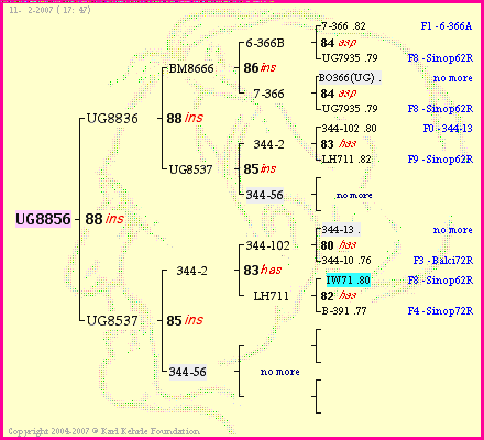 Pedigree of UG8856 :
four generations presented