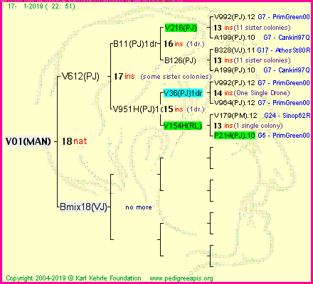 Pedigree of V01(MAN) :
four generations presented
it's temporarily unavailable, sorry!