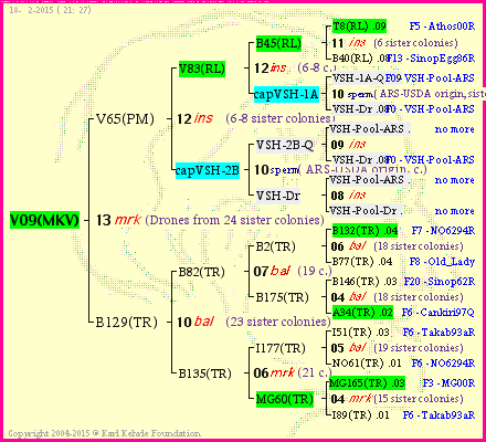 Pedigree of V09(MKV) :
four generations presented