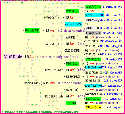 Pedigree of V1(PJ)1dr :
four generations presented