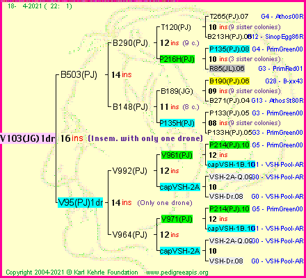 Pedigree of V103(JG)1dr :
four generations presented
it's temporarily unavailable, sorry!