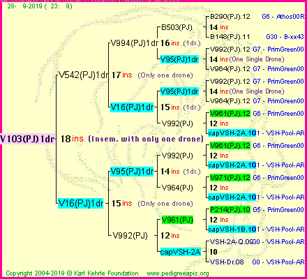 Pedigree of V103(PJ)1dr :
four generations presented
it's temporarily unavailable, sorry!