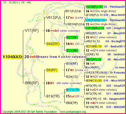 Pedigree of V104(KKS) :
four generations presented
it's temporarily unavailable, sorry!