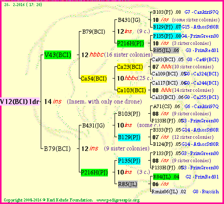 Pedigree of V12(BCI)1dr :
four generations presented