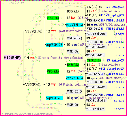 Pedigree of V12(RHP) :
four generations presented