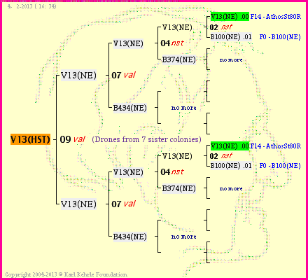 Pedigree of V13(HST) :
four generations presented