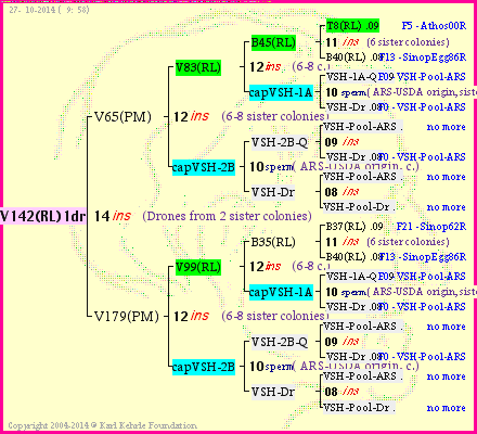 Pedigree of V142(RL)1dr :
four generations presented