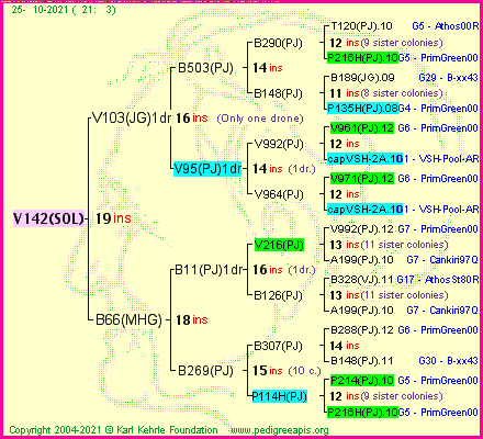 Pedigree of V142(SOL) :
four generations presented
it's temporarily unavailable, sorry!