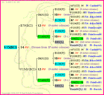 Pedigree of V15(BCI) :
four generations presented