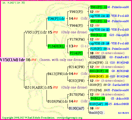 Pedigree of V15(CLM)1dr :
four generations presented