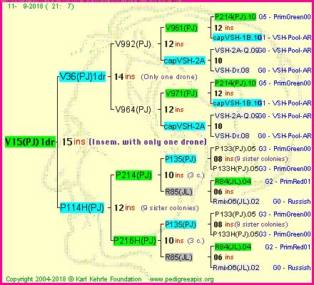 Pedigree of V15(PJ)1dr :
four generations presented
it's temporarily unavailable, sorry!