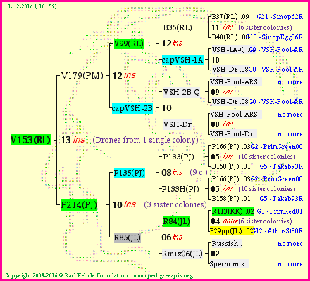 Pedigree of V153(RL) :
four generations presented