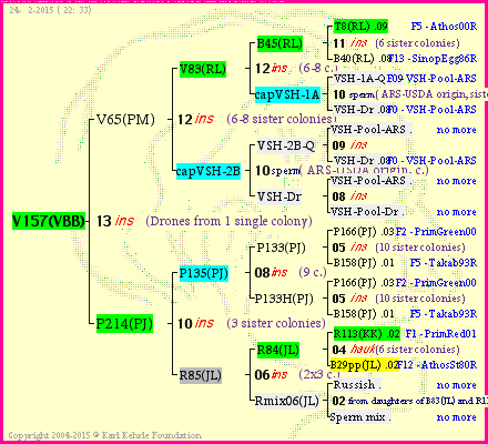 Pedigree of V157(VBB) :
four generations presented