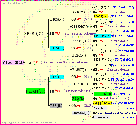 Pedigree of V15dr(BCI) :
four generations presented