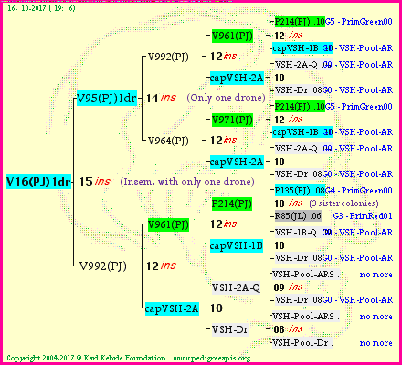 Pedigree of V16(PJ)1dr :
four generations presented
it's temporarily unavailable, sorry!