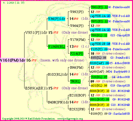 Pedigree of V161(PM)1dr :
four generations presented