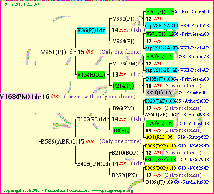 Pedigree of V168(PM)1dr :
four generations presented