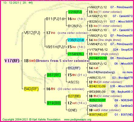 Pedigree of V17(RF) :
four generations presented
it's temporarily unavailable, sorry!