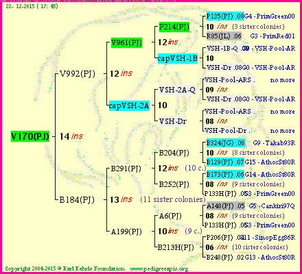 Pedigree of V170(PJ) :
four generations presented