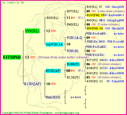 Pedigree of V173(PM) :
four generations presented