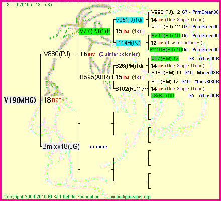 Pedigree of V19(MHG) :
four generations presented
it's temporarily unavailable, sorry!