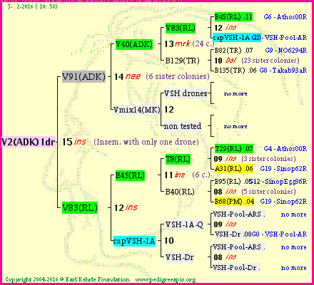 Pedigree of V2(ADK)1dr :
four generations presented