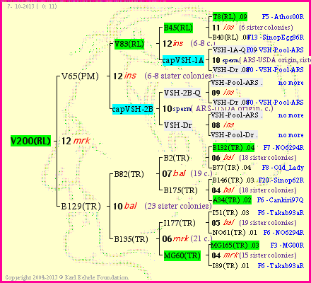 Pedigree of V200(RL) :
four generations presented