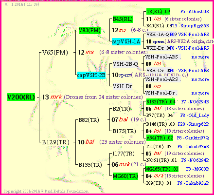 Pedigree of V200(RL) :
four generations presented