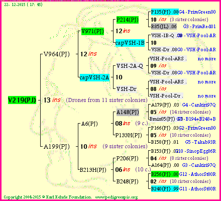 Pedigree of V219(PJ) :
four generations presented