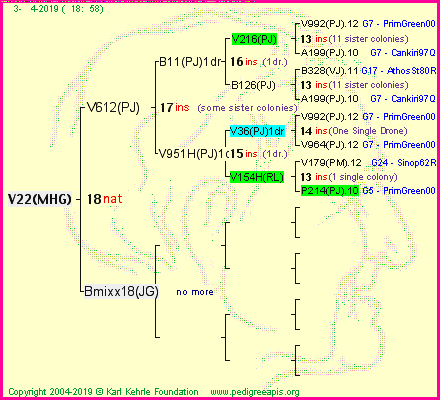 Pedigree of V22(MHG) :
four generations presented
it's temporarily unavailable, sorry!