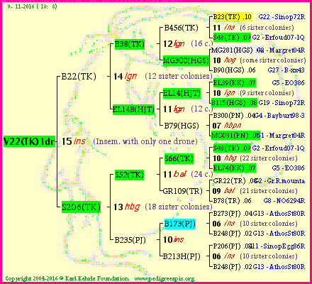 Pedigree of V22(TK)1dr :
four generations presented<br />it's temporarily unavailable, sorry!