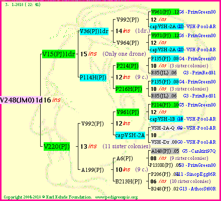 Pedigree of V248(JMO)1dr :
four generations presented