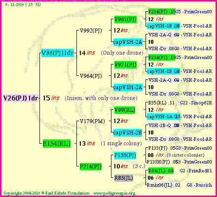 Pedigree of V26(PJ)1dr :
four generations presented