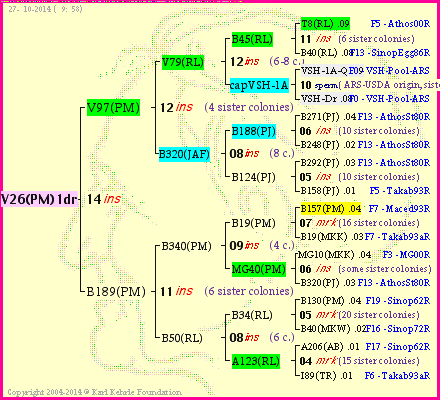 Pedigree of V26(PM)1dr :
four generations presented