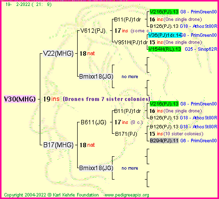 Pedigree of V30(MHG) :
four generations presented
it's temporarily unavailable, sorry!