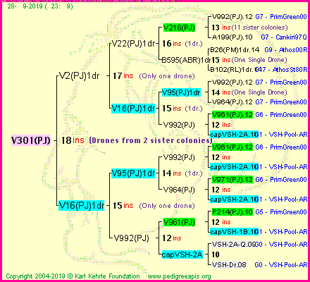 Pedigree of V301(PJ) :
four generations presented<br />it's temporarily unavailable, sorry!