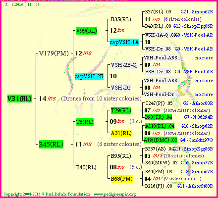 Pedigree of V31(RL) :
four generations presented