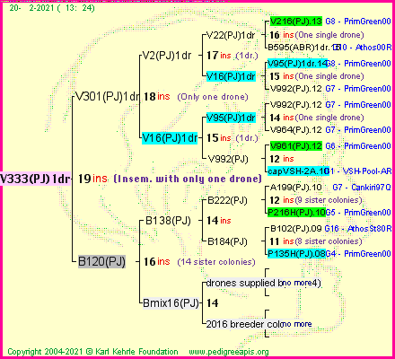 Pedigree of V333(PJ)1dr :
four generations presented
it's temporarily unavailable, sorry!