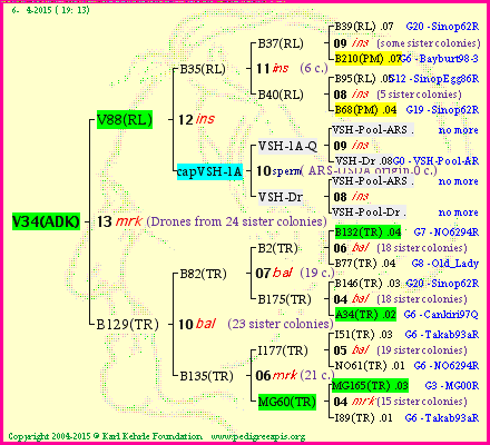 Pedigree of V34(ADK) :
four generations presented