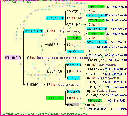 Pedigree of V340(PJ) :
four generations presented<br />it's temporarily unavailable, sorry!