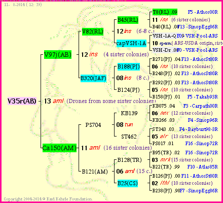 Pedigree of V35r(AB) :
four generations presented